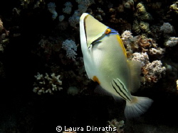 Arabian Picasso triggerfish by Laura Dinraths 